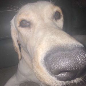 Meet your Posher, Mackenzie